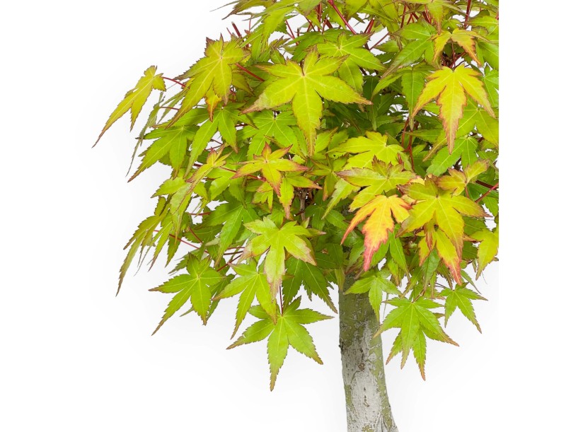 Acer palmatum Katsura - Arce - 32 cm