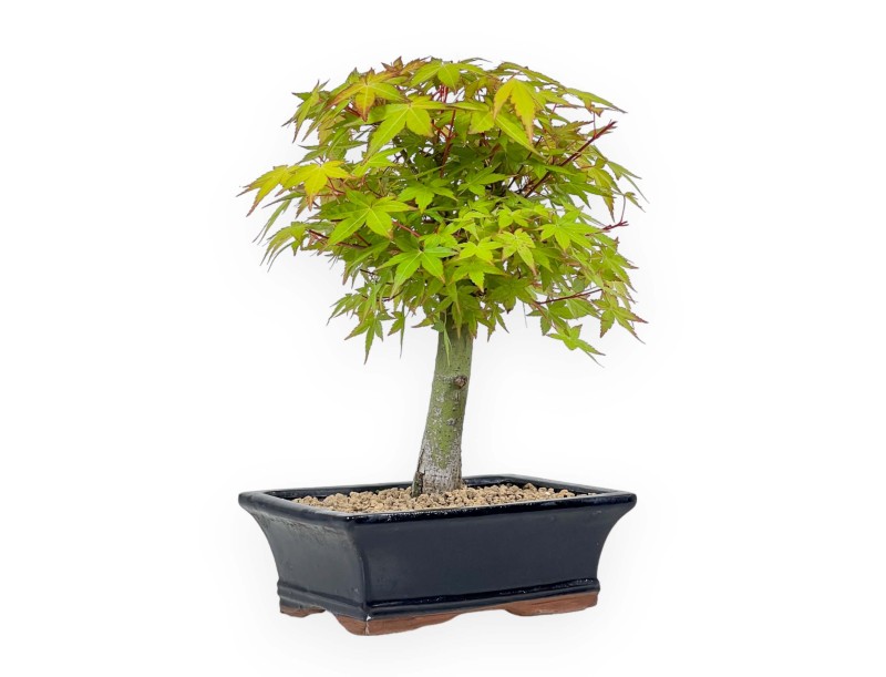 Acer palmatum Katsura - Arce - 32 cm