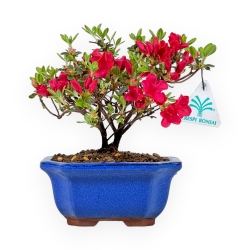 Rhododendron Indicum - Azalée - 18 cm