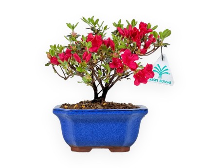 Rhododendron Indicum - Azalea - 18 cm