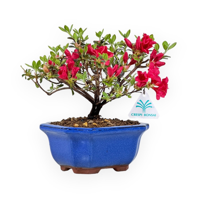 Rhododendron Indicum - Azalée - 18 cm