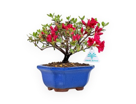 Rhododendron Indicum - Azalea - 18 cm