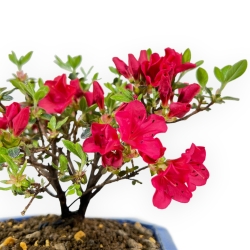 Rhododendron Indicum - Azalée - 18 cm