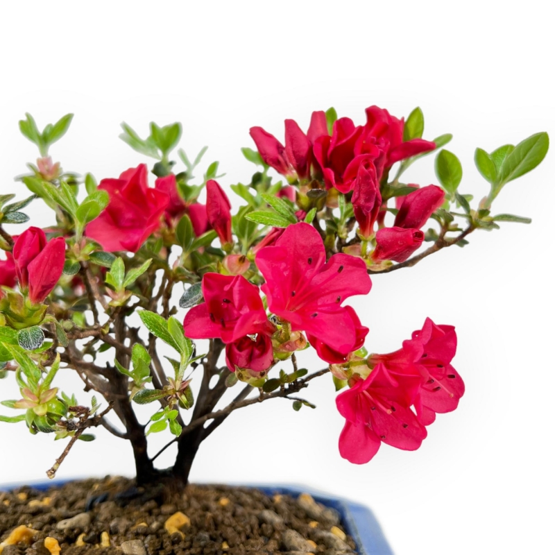 Rhododendron Indicum - Azalée - 18 cm