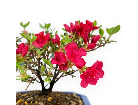 Rhododendron Indicum - Azalée - 18 cm
