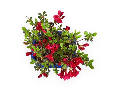 Rhododendron Indicum - Azalée - 18 cm