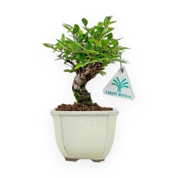 Ulmus Parviflora - Olmo - 19 cm