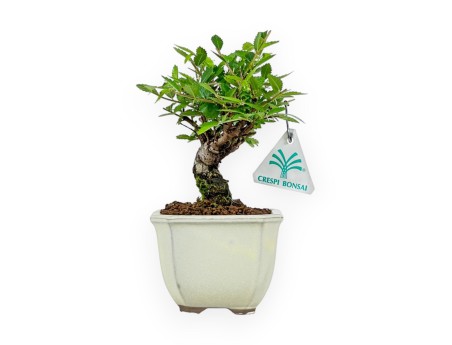 Ulmus Parviflora - Olmo - 19 cm
