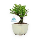 Ulmus Parviflora - Olmo - 19 cm
