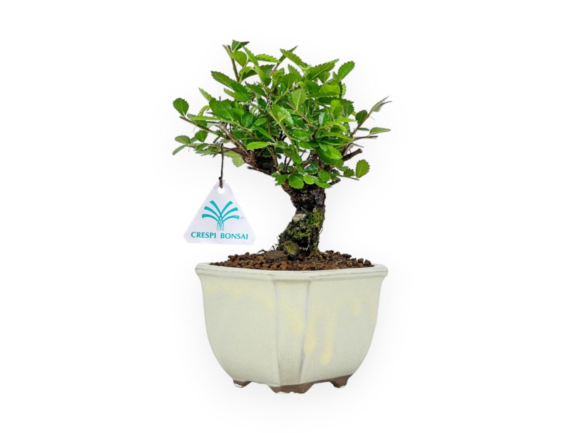Ulmus Parviflora - Elm - 19 cm