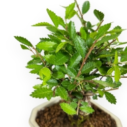 Ulmus Parviflora - Elm - 19 cm