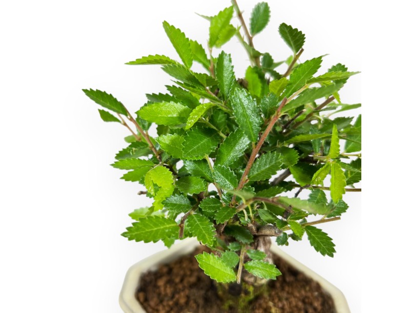 Ulmus Parviflora - Olme - 19 cm