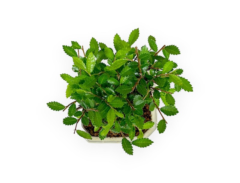 Ulmus Parviflora - Elm - 19 cm