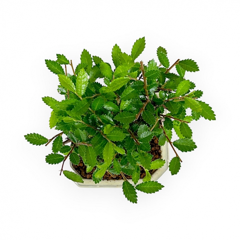 Ulmus Parviflora - Olmo - 19 cm