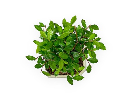 Ulmus Parviflora - Olmo - 19 cm