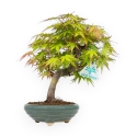 Acer Palmatum - Érable - 26 cm