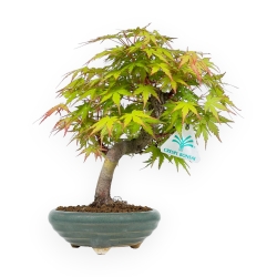 Acer Palmatum - Arce - 26 cm