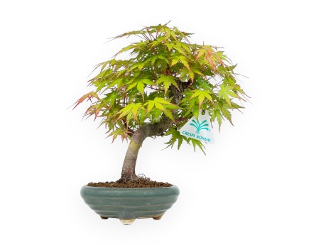 Acer Palmatum - Maple - 26 cm