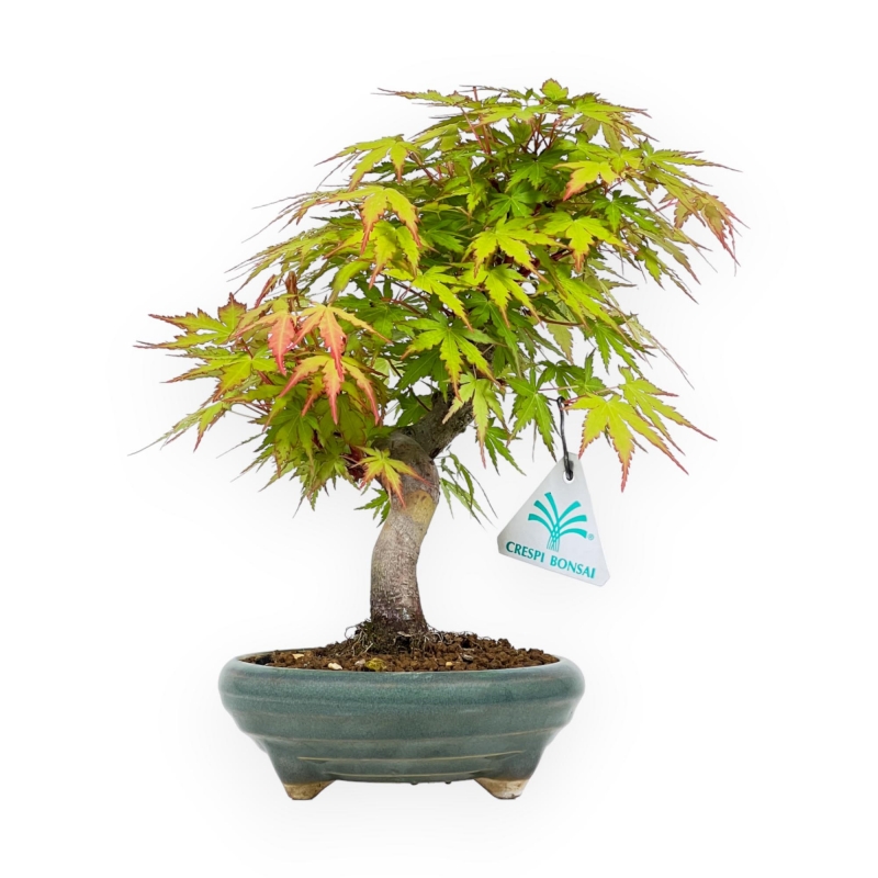Acer Palmatum - Arce - 26 cm