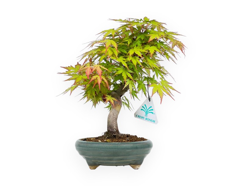 Acer Palmatum - Maple - 26 cm