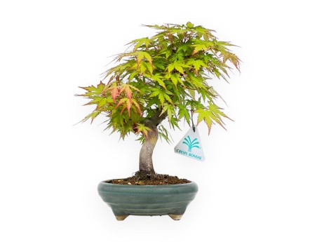 Acer Palmatum - Arce - 26 cm