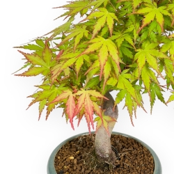 Acer Palmatum - Arce - 26 cm