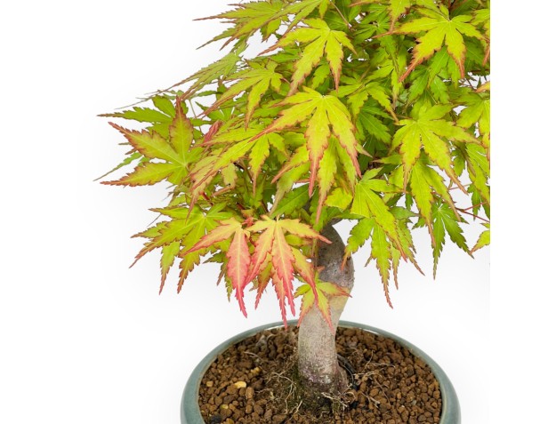 Acer Palmatum - Esdoorn - 26 cm 2