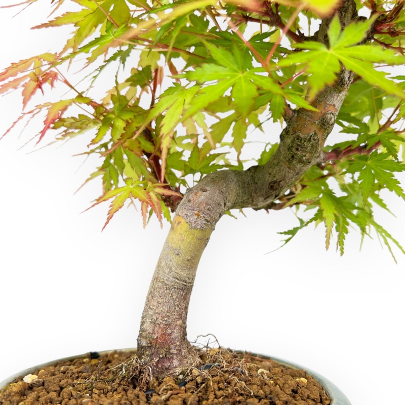 Acer Palmatum - Arce - 26 cm