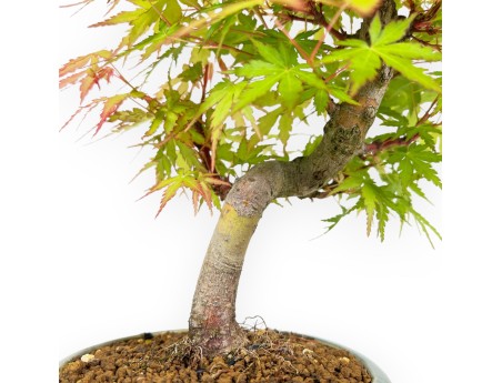 Acer Palmatum - Ahorn - 26 cm