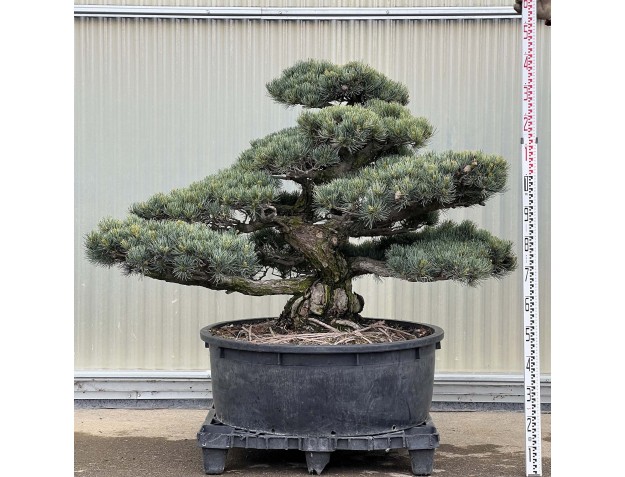 Pinus pentaphylla - Pino a cinque aghi - 130 cm