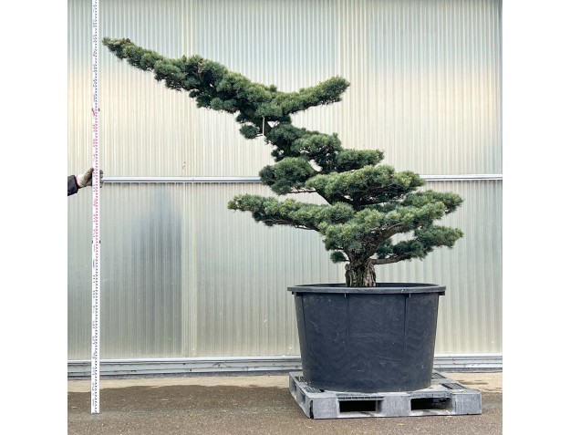 Pinus pentaphylla - Pin à cinq aigulles - 210 cm