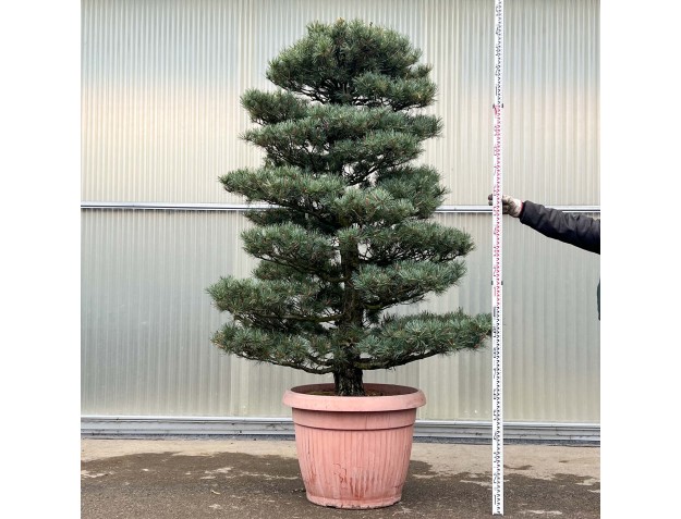 Pinus pentaphylla - Pino a cinque aghi - 240 cm
