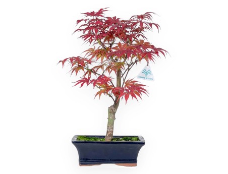 Acer palmatum Nomura - Érable - 41 cm