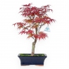 Acer palmatum Nomura - Esdoorn - 41 cm