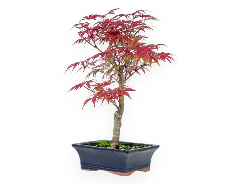 Acer palmatum Nomura - Ahorn - 41 cm