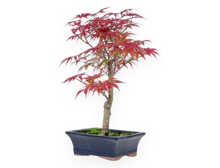 Acer palmatum Nomura - Acero - 41 cm