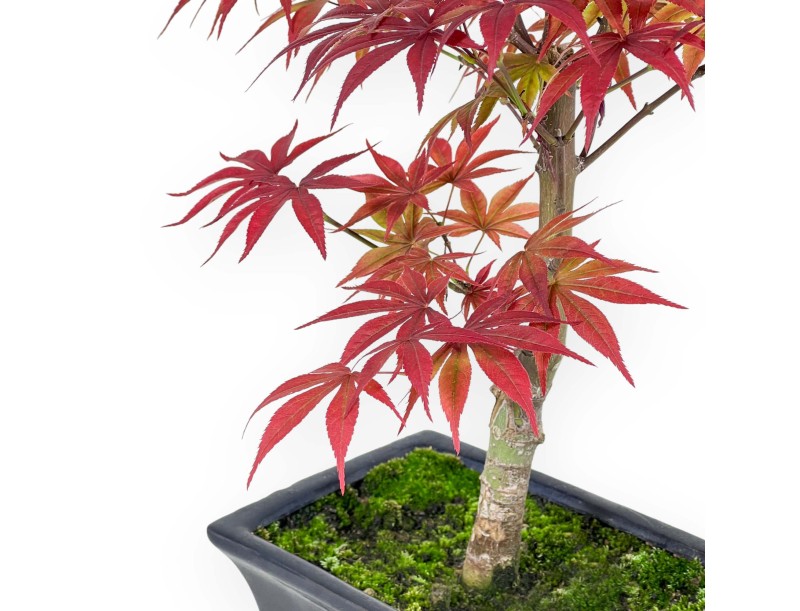 Acer palmatum Nomura - Esdoorn - 41 cm