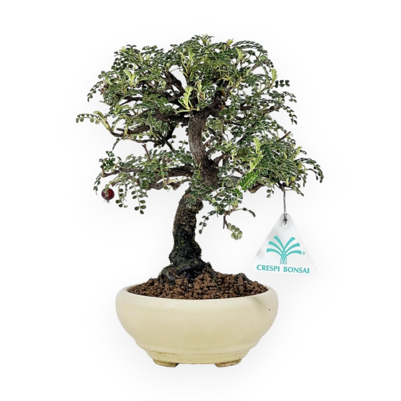 Osteomeles Anthyllidifolia - 25 cm