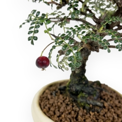 Osteomeles Anthyllidifolia - 25 cm