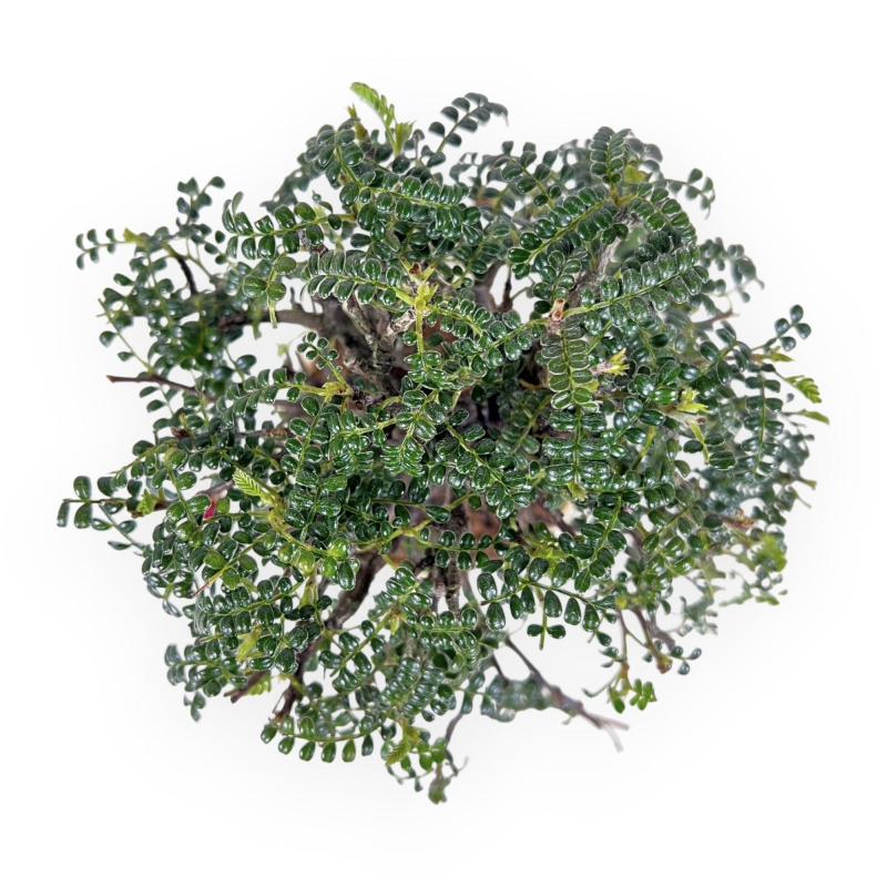 Osteomeles Anthyllidifolia - 25 cm