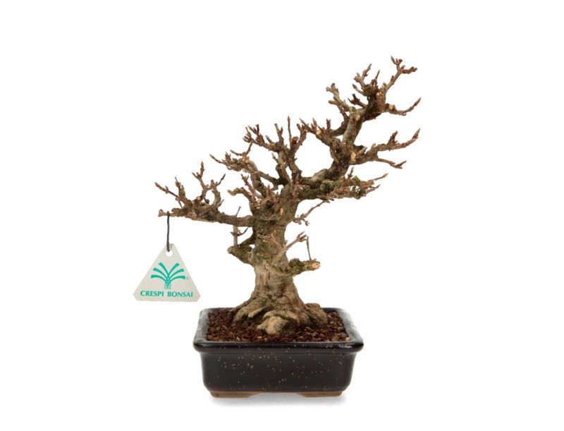 Acer buergerianum - érable - 24 cm