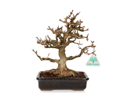 Acer buergerianum - acero - 27 cm