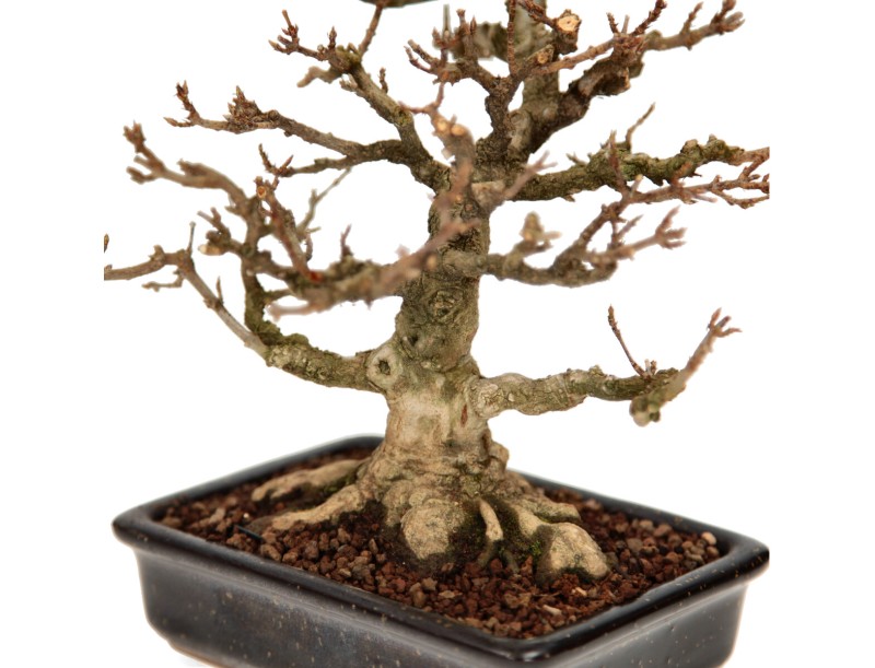 Acer buergerianum - érable - 24 cm