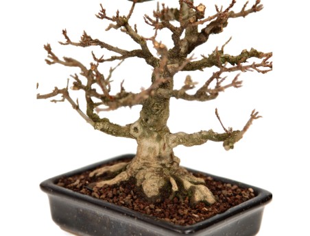 Acer buergerianum - acero - 27 cm