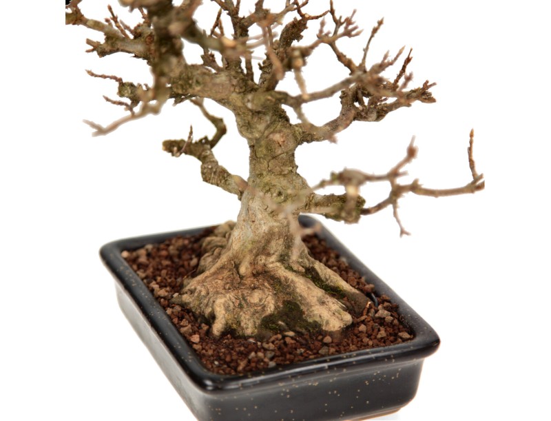 Acer buergerianum - maple - 24 cm