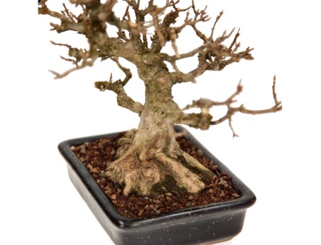 Acer buergerianum - maple - 24 cm