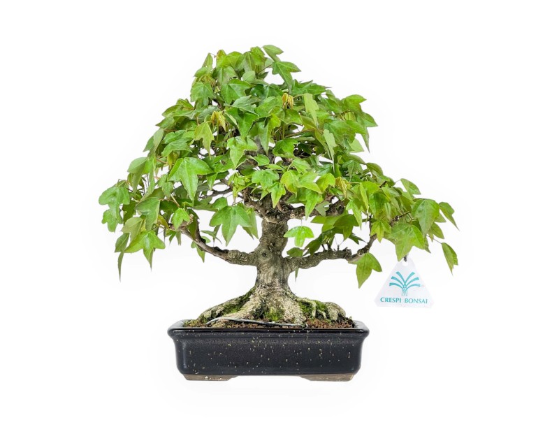 Acer buergerianum - maple - 24 cm