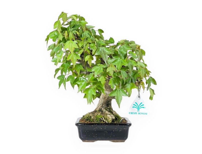 Acer buergerianum - érable - 24 cm