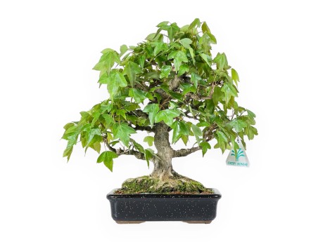 Acer buergerianum - maple - 24 cm
