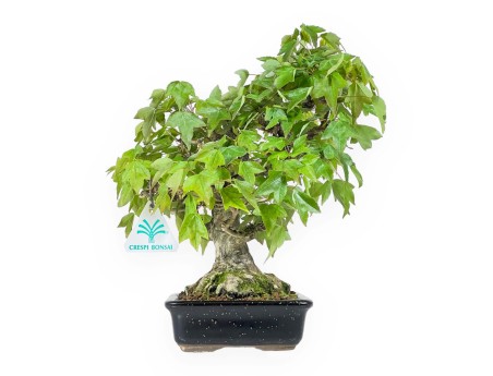 Acer buergerianum - acero - 24 cm